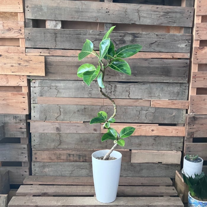 観葉植物現品販売