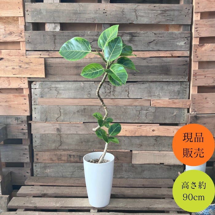 観葉植物現品販売