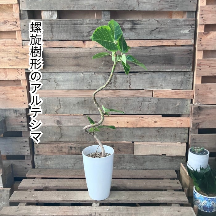 観葉植物現品販売