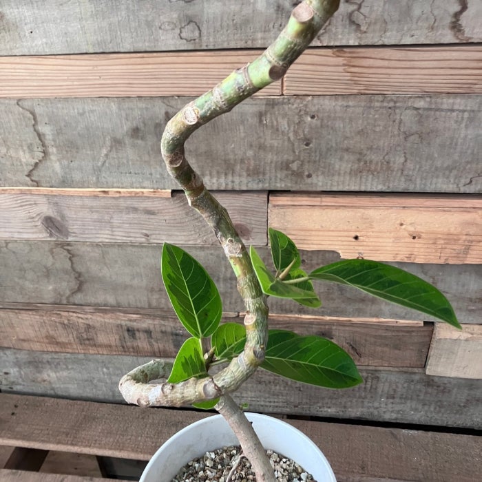 観葉植物現品販売