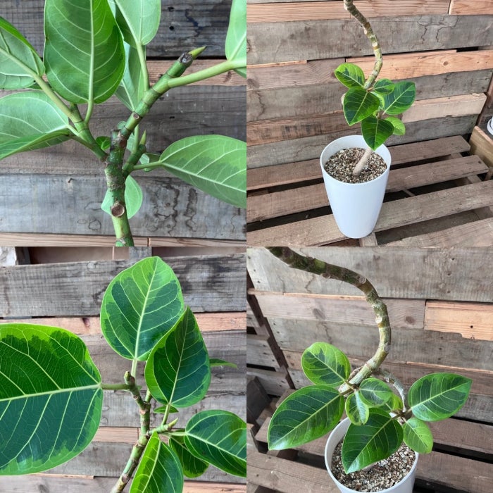 観葉植物現品販売