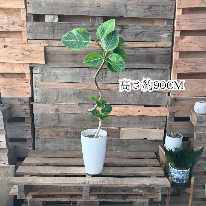 観葉植物現品販売