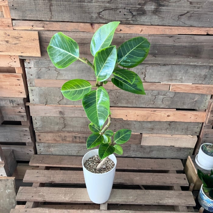 観葉植物現品販売