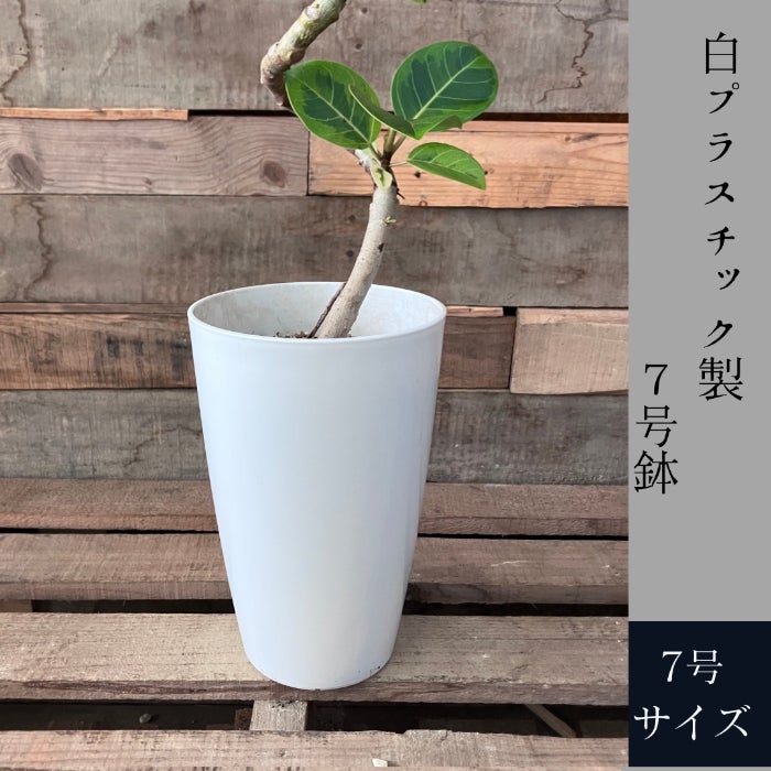 観葉植物現品販売