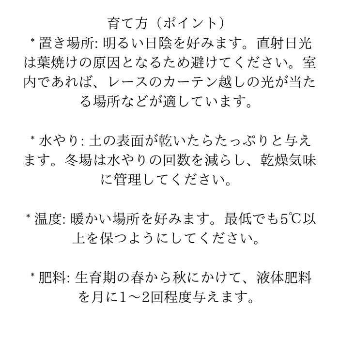 観葉植物現品販売