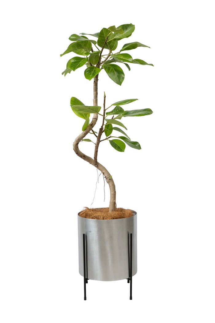 フィカス・アルテシーマ・バリエガタ 7号鉢 フェルム（アルミニウム/オリーブグリーン）鉢カバー付き 曲がり樹形 観葉植物 本物