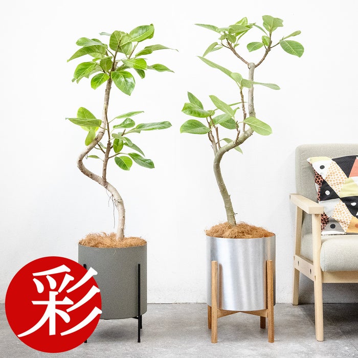 フィカス・アルテシーマ・バリエガタ 7号鉢 フェルム（アルミニウム/オリーブグリーン）鉢カバー付き 曲がり樹形 観葉植物 本物