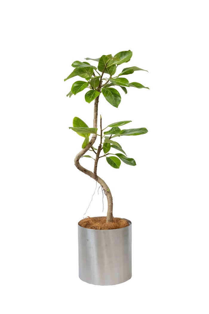 フィカス・アルテシーマ・バリエガタ 7号鉢 フェルム（アルミニウム/オリーブグリーン）鉢カバー付き 曲がり樹形 観葉植物 本物