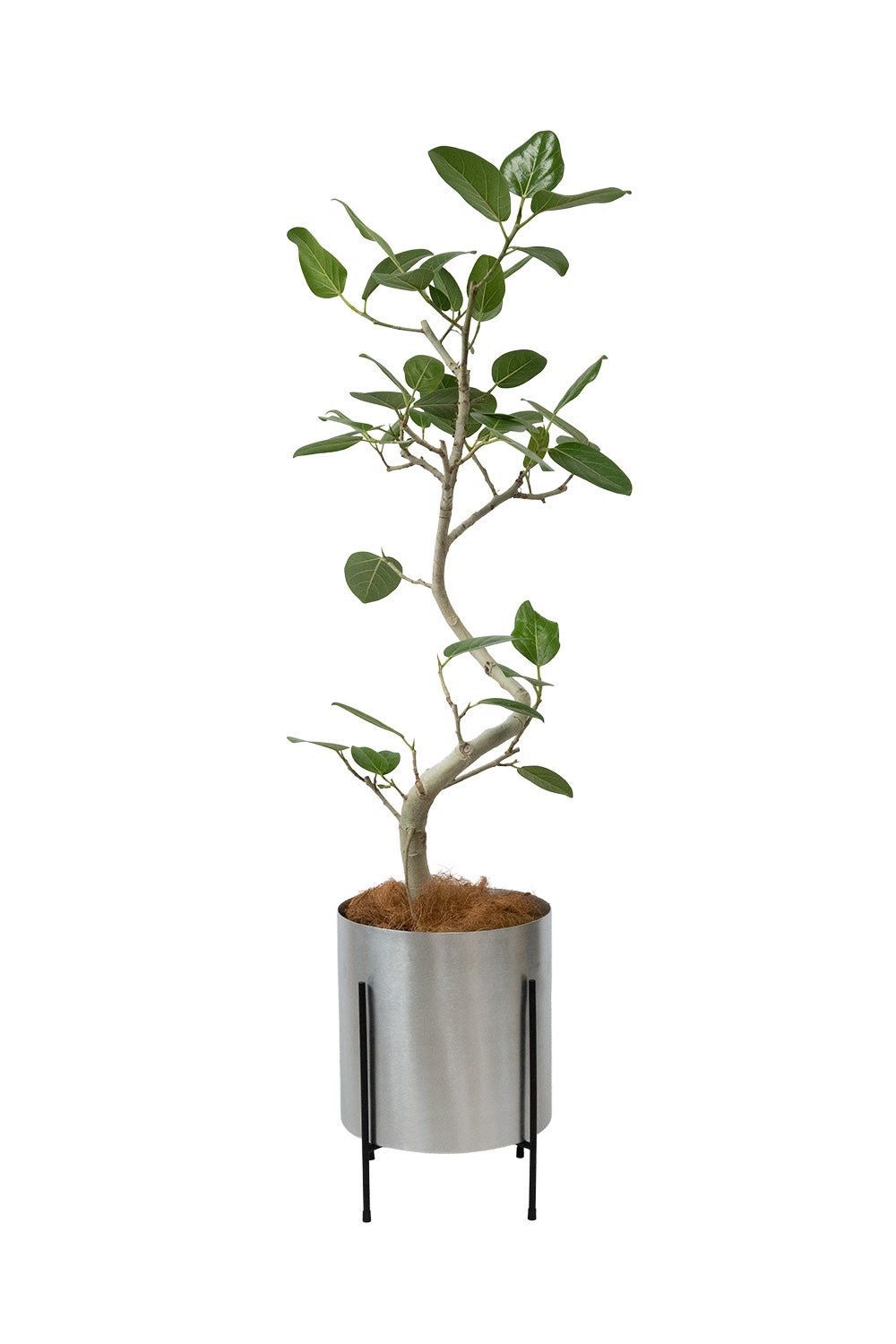 フィカス・ベンガレンシス ベンガルボダイジュ 7号鉢 らせん樹形 フェルム（アルミニウム/オリーブグリーン）鉢カバー付き 観葉植物 本物