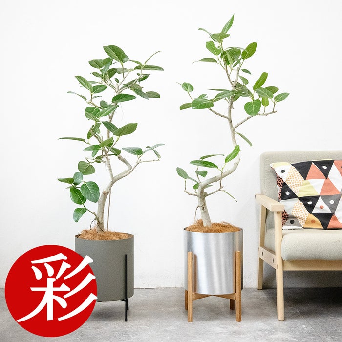 フィカス・ベンガレンシス ベンガルボダイジュ 7号鉢 らせん樹形 フェルム（アルミニウム/オリーブグリーン）鉢カバー付き 観葉植物 本物