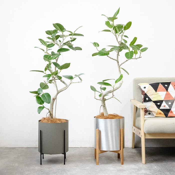 フィカス・ベンガレンシス ベンガルボダイジュ 7号鉢 らせん樹形 フェルム（アルミニウム/オリーブグリーン）鉢カバー付き 観葉植物 本物