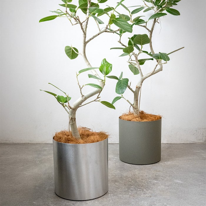 フィカス・ベンガレンシス ベンガルボダイジュ 7号鉢 らせん樹形 フェルム（アルミニウム/オリーブグリーン）鉢カバー付き 観葉植物 本物