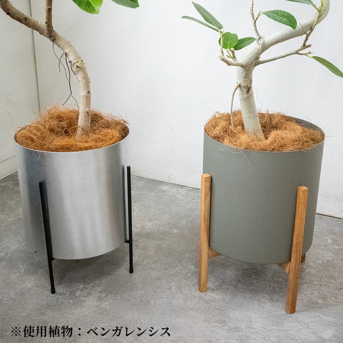 フィカス・ベンガレンシス ベンガルボダイジュ 7号鉢 らせん樹形 フェルム（アルミニウム/オリーブグリーン）鉢カバー付き 観葉植物 本物