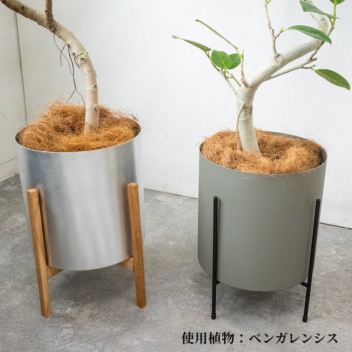 フィカス・ベンガレンシス ベンガルボダイジュ 7号鉢 らせん樹形 フェルム（アルミニウム/オリーブグリーン）鉢カバー付き 観葉植物 本物