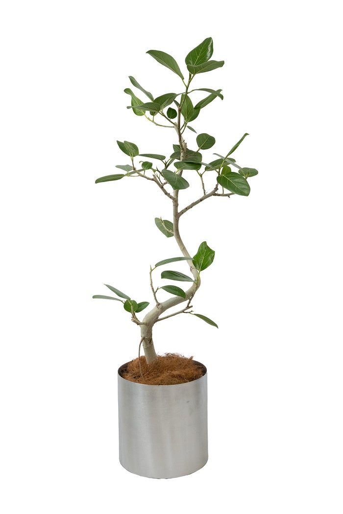 フィカス・ベンガレンシス ベンガルボダイジュ 7号鉢 らせん樹形 フェルム（アルミニウム/オリーブグリーン）鉢カバー付き 観葉植物 本物