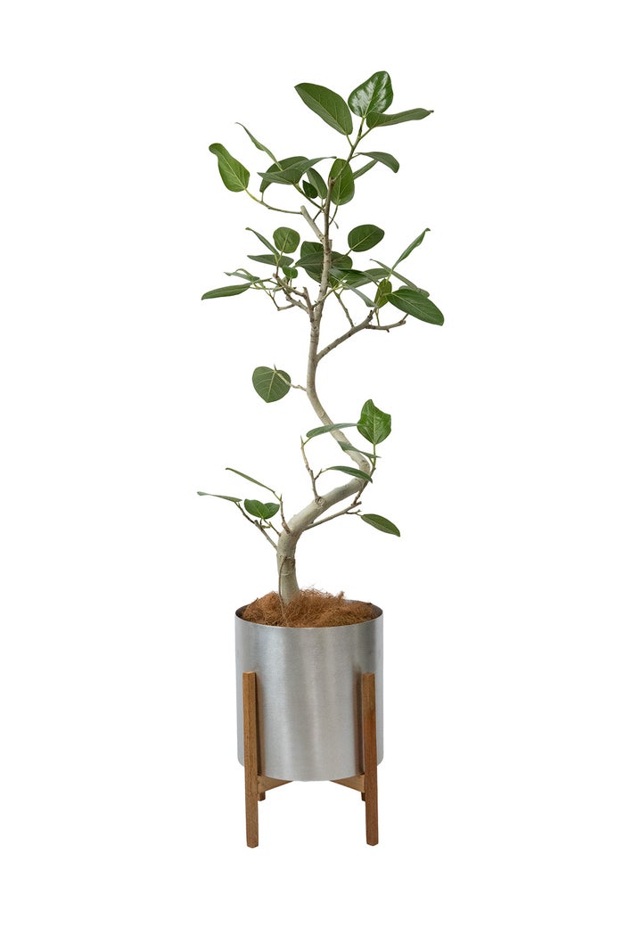 フィカス・ベンガレンシス ベンガルボダイジュ 7号鉢 らせん樹形 フェルム（アルミニウム/オリーブグリーン）鉢カバー付き 観葉植物 本物