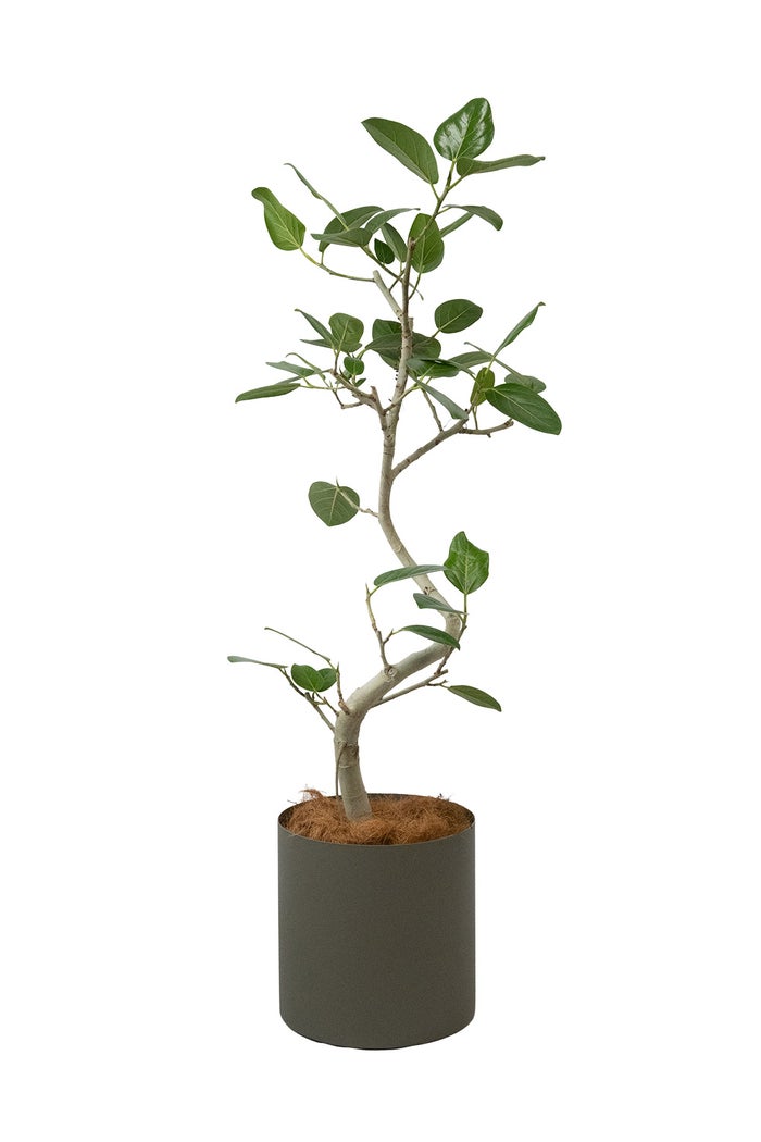 フィカス・ベンガレンシス ベンガルボダイジュ 7号鉢 らせん樹形 フェルム（アルミニウム/オリーブグリーン）鉢カバー付き 観葉植物 本物