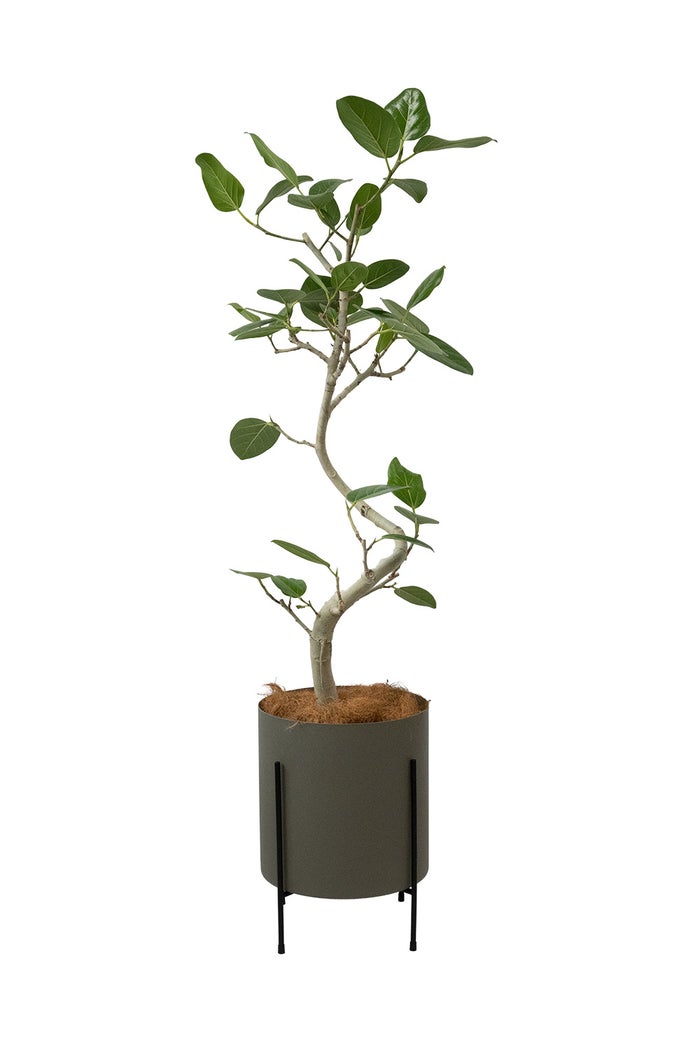 フィカス・ベンガレンシス ベンガルボダイジュ 7号鉢 らせん樹形 フェルム（アルミニウム/オリーブグリーン）鉢カバー付き 観葉植物 本物