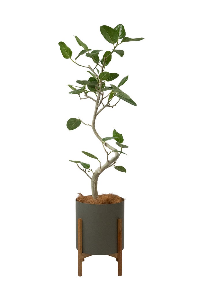 フィカス・ベンガレンシス ベンガルボダイジュ 7号鉢 らせん樹形 フェルム（アルミニウム/オリーブグリーン）鉢カバー付き 観葉植物 本物