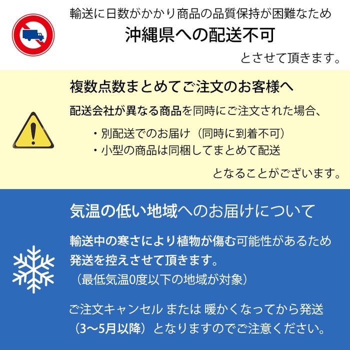フィカス・ベンガレンシス ベンガルボダイジュ 7号鉢 らせん樹形 フェルム（アルミニウム/オリーブグリーン）鉢カバー付き 観葉植物 本物