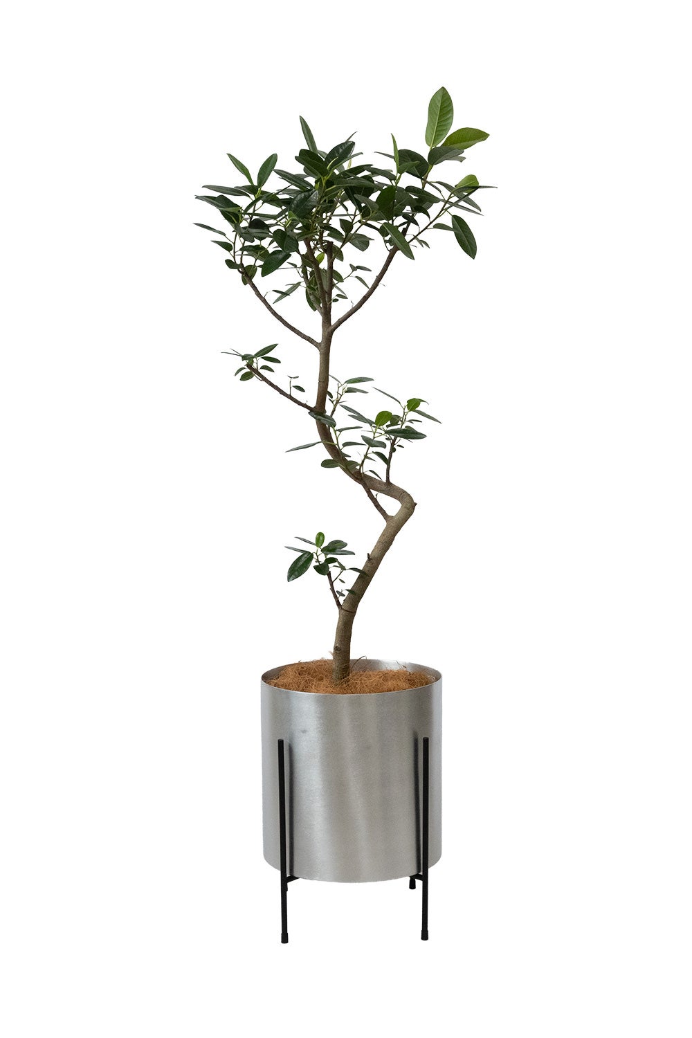 フランスゴム フィカス・ルビギノーサ 7号鉢 フェルム（アルミニウム/オリーブグリーン）鉢カバー付き 曲がり樹形 観葉植物 本物