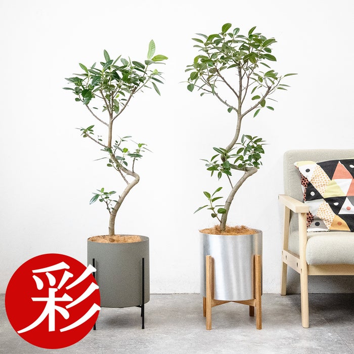 フランスゴム フィカス・ルビギノーサ 7号鉢 フェルム（アルミニウム/オリーブグリーン）鉢カバー付き 曲がり樹形 観葉植物 本物