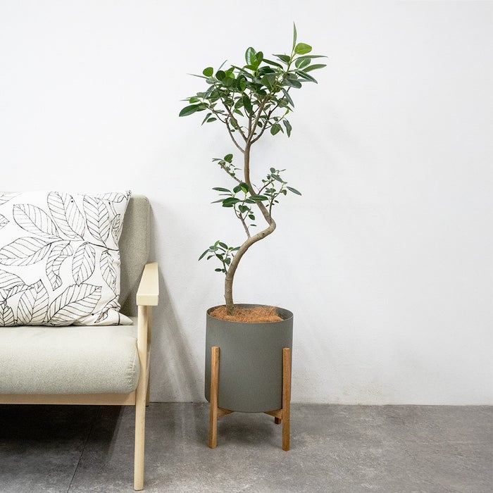 フランスゴム フィカス・ルビギノーサ 7号鉢 フェルム（アルミニウム/オリーブグリーン）鉢カバー付き 曲がり樹形 観葉植物 本物