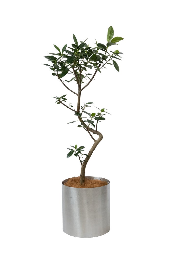 フランスゴム フィカス・ルビギノーサ 7号鉢 フェルム（アルミニウム/オリーブグリーン）鉢カバー付き 曲がり樹形 観葉植物 本物