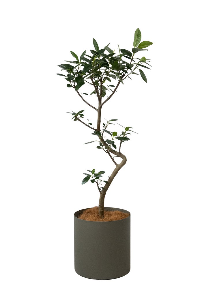 フランスゴム フィカス・ルビギノーサ 7号鉢 フェルム（アルミニウム/オリーブグリーン）鉢カバー付き 曲がり樹形 観葉植物 本物