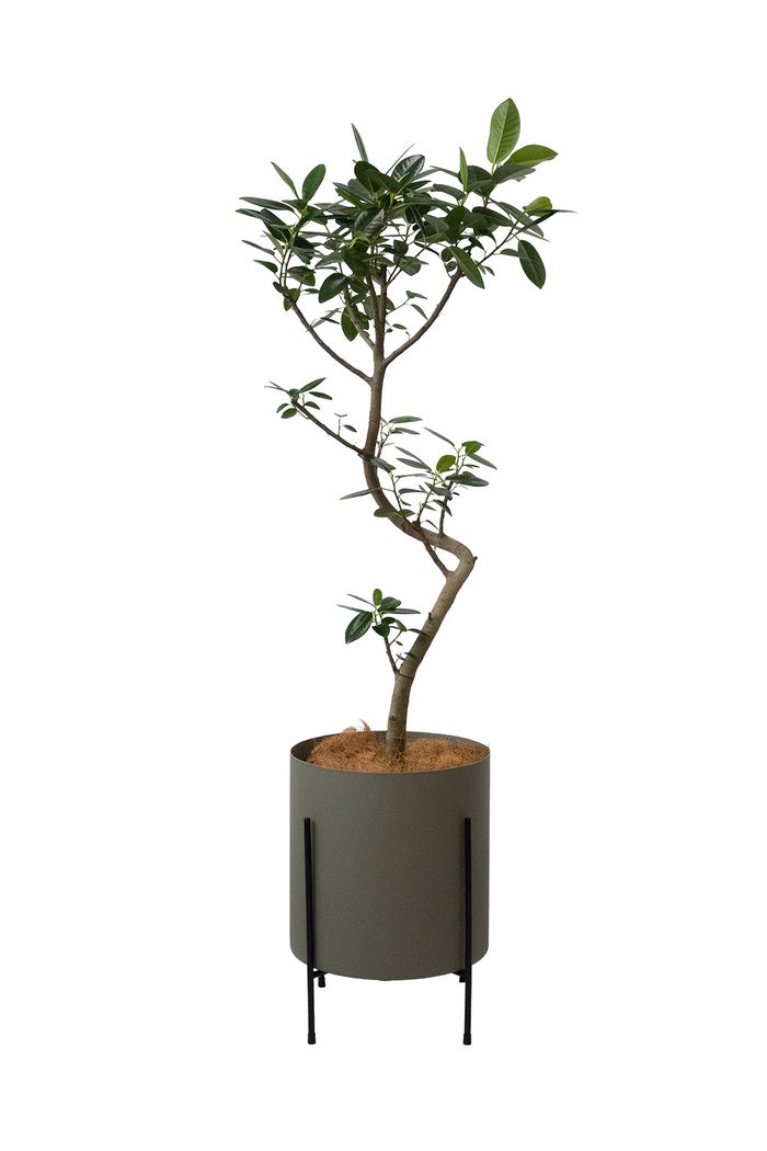 フランスゴム フィカス・ルビギノーサ 7号鉢 フェルム（アルミニウム/オリーブグリーン）鉢カバー付き 曲がり樹形 観葉植物 本物