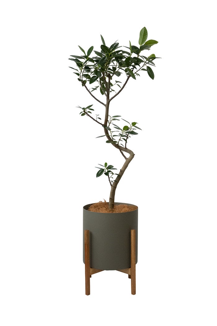 フランスゴム フィカス・ルビギノーサ 7号鉢 フェルム（アルミニウム/オリーブグリーン）鉢カバー付き 曲がり樹形 観葉植物 本物