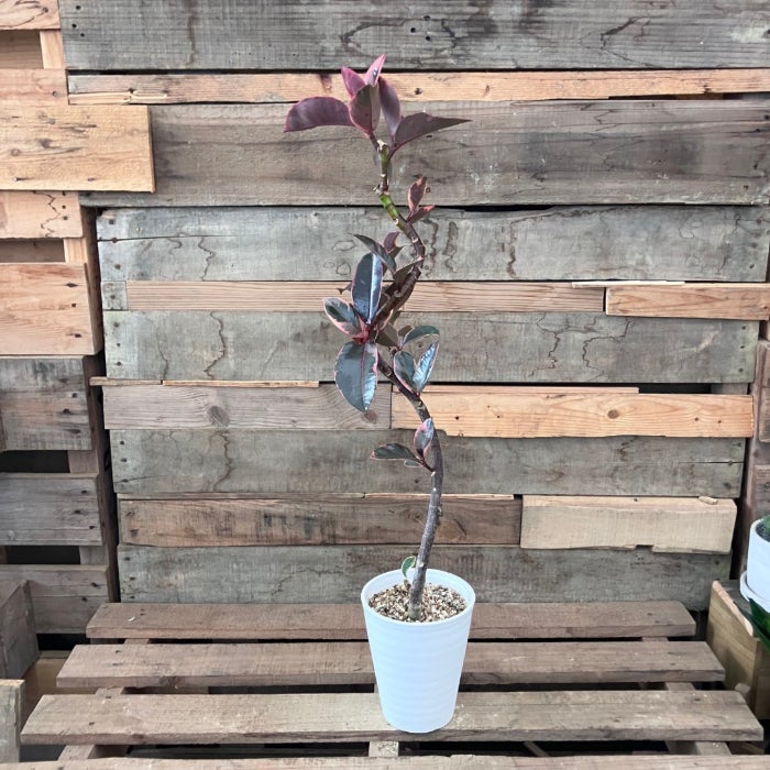 観葉植物現品販売