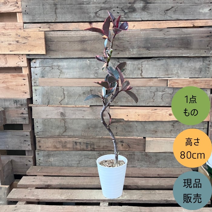 観葉植物現品販売