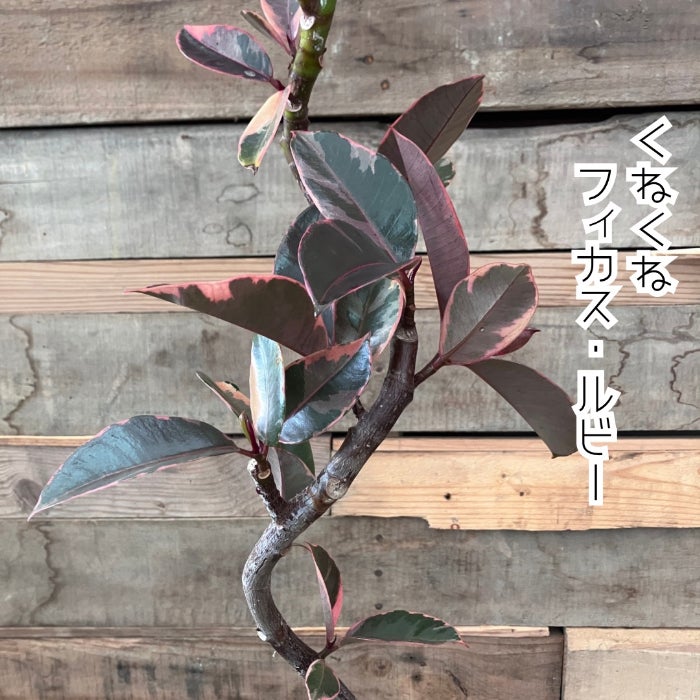 観葉植物現品販売