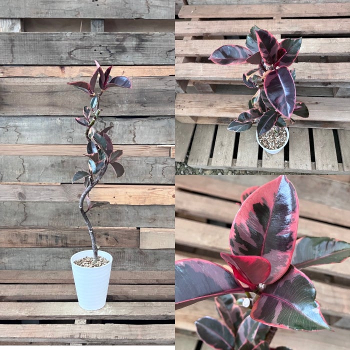 観葉植物現品販売