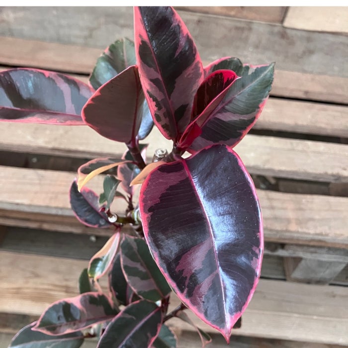 観葉植物現品販売
