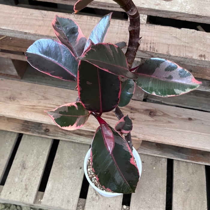 観葉植物現品販売