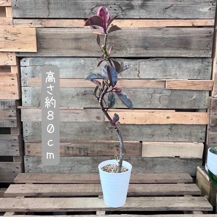 観葉植物現品販売
