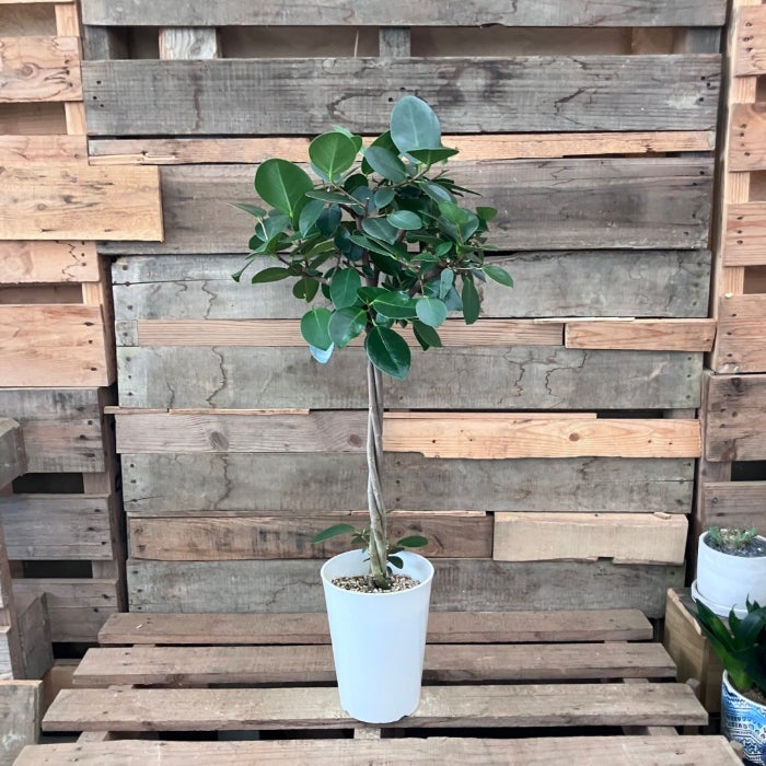 観葉植物 本物 【現品】 希少 フィカス オオバンボダイジュ 新品