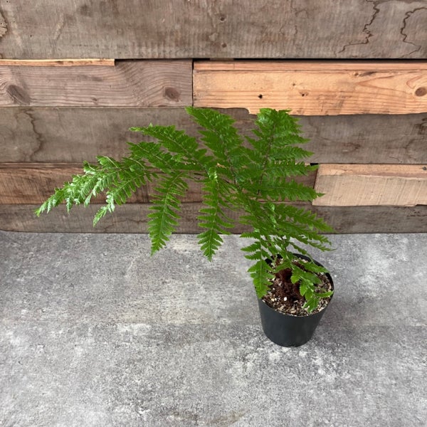 観葉植物 本物 ☆希少☆【現品】タカワラビ(キンモウコウ) 001838