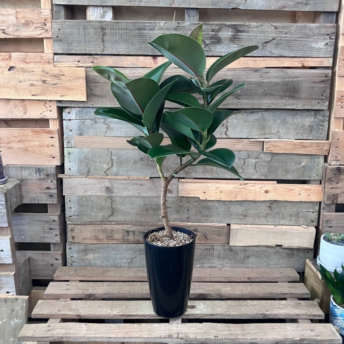 観葉植物現品販売