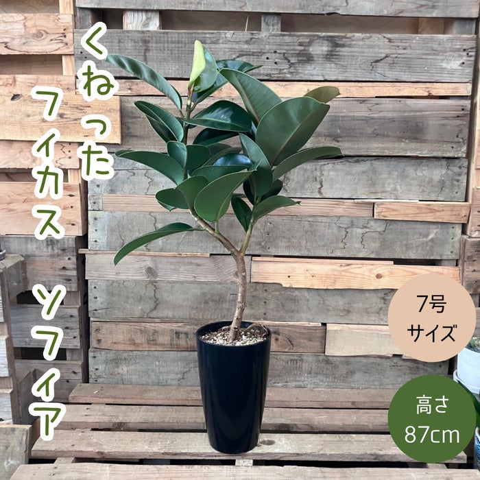 観葉植物現品販売