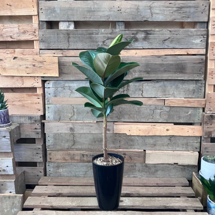 観葉植物現品販売