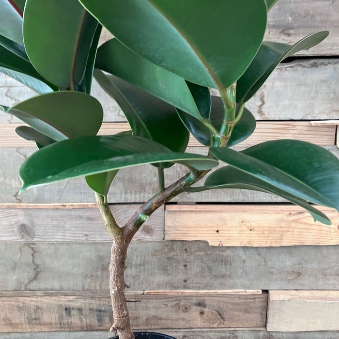 観葉植物現品販売