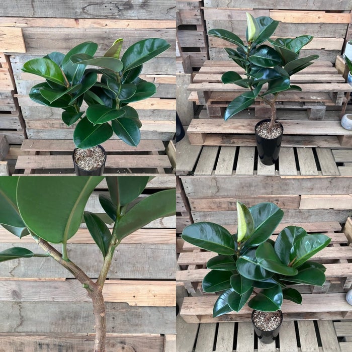 観葉植物現品販売