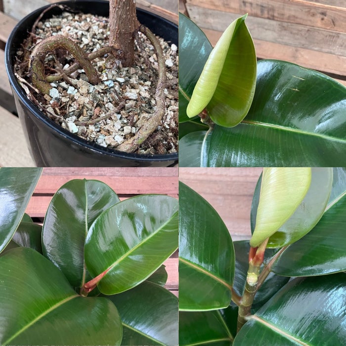 観葉植物現品販売