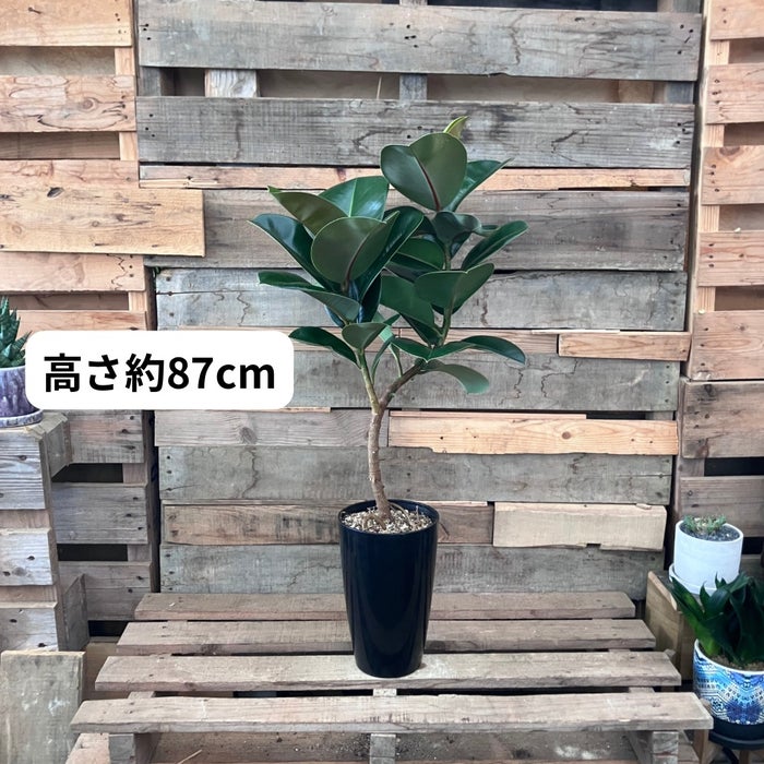 観葉植物現品販売