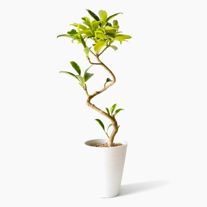 希少フィカスファグラエア5号らせん樹形セラアート鉢 観葉植物 本物