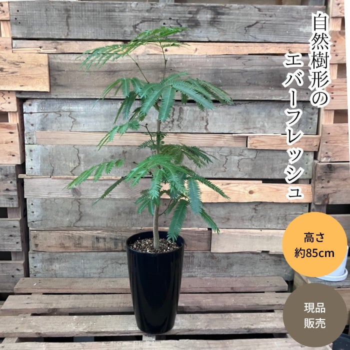 観葉植物現品販売