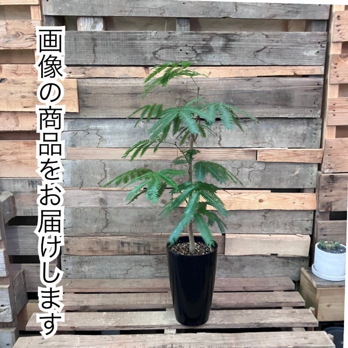 観葉植物現品販売